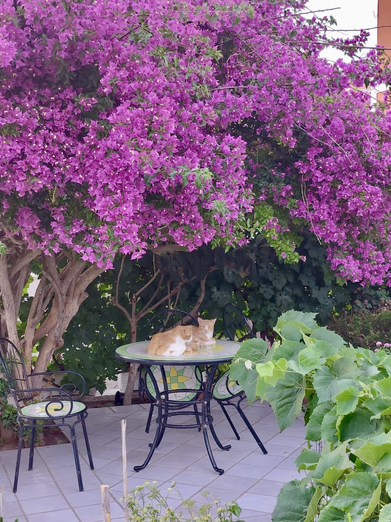 Giardino con bouganville